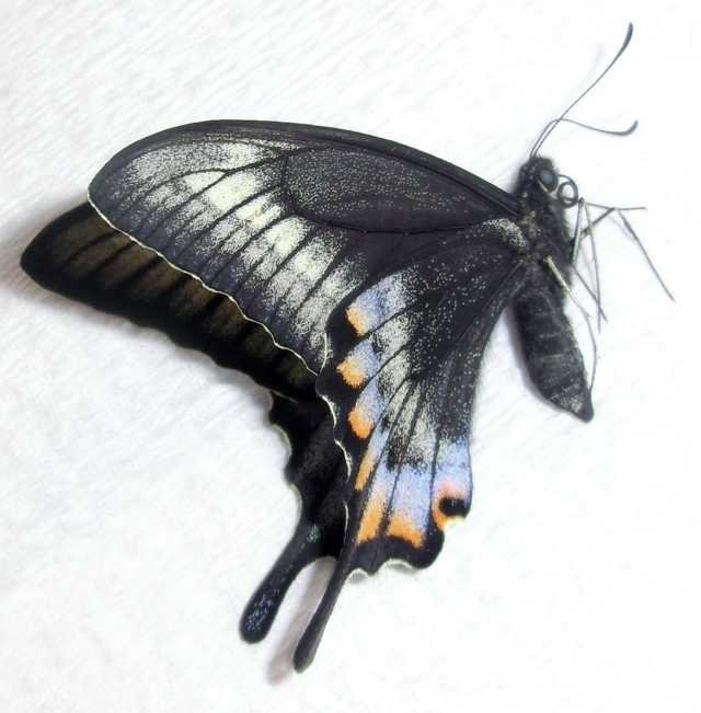 Papilio maackii Artificial Aberration (pupae fridge for about eight months) (Internet Image property of respective owner, non-commercial use only)